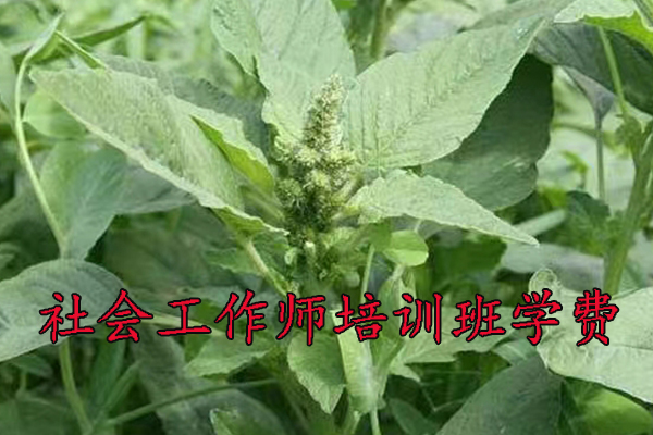 廊坊社会工作师培训机构排名