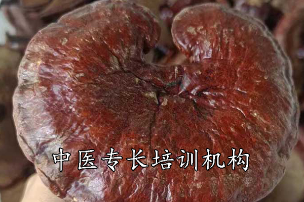 成都中医专长培训机构可靠吗