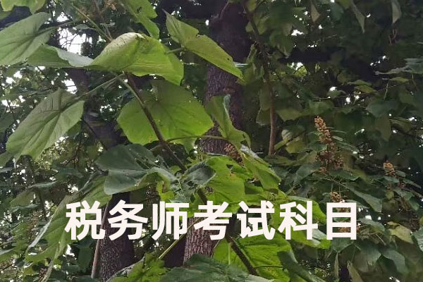 税务师报考条件是什么?考试科目有哪些?